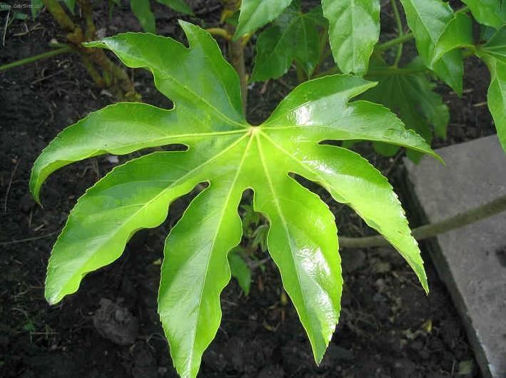 Фотографии к статье: Фатсия японская (комнатная аралия) (Fatsia japonica)