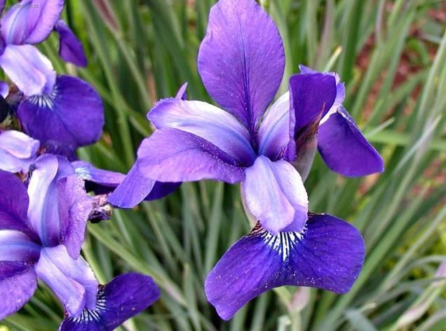 Фотографии к статье: Ирис (Касатик) (Iris)