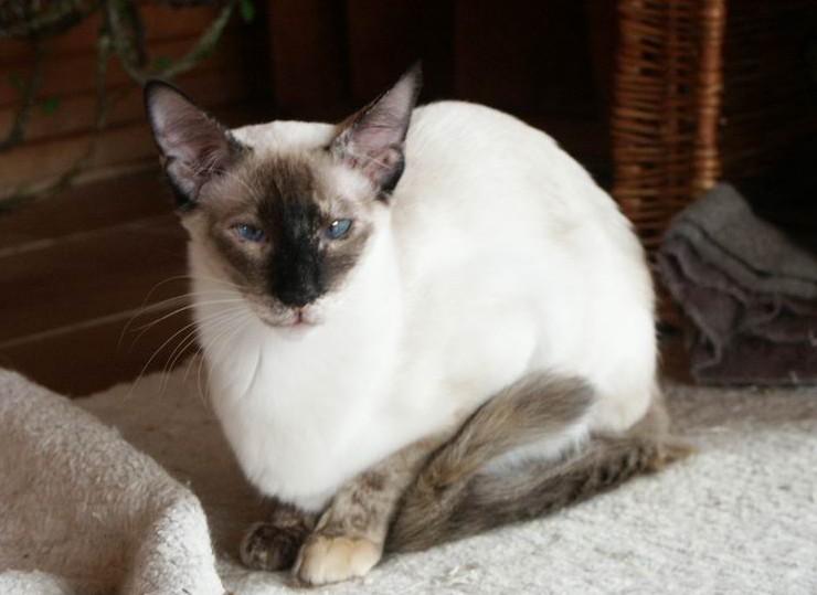 Фотографии к статье: Балийская (балинез) кошка (Balinese Cat) / Советы по уходу и воспитанию породы кошек, описание кошки, помощь при болезнях, фотографии, дискусии и форум.