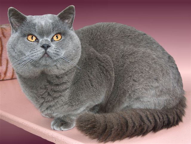 Фотографии к статье: Бразильская короткошерстная кошка (Brazilian Shorthair Cat) / Советы по уходу и воспитанию породы кошек, описание кошки, помощь при болезнях, фотографии, дискусии и форум.