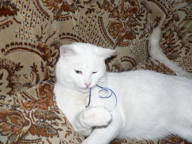 Фотографии к статье: Британская короткошерстная кошка (British Shorthair Cat) / Советы по уходу и воспитанию породы кошек, описание кошки, помощь при болезнях, фотографии, дискусии и форум.
