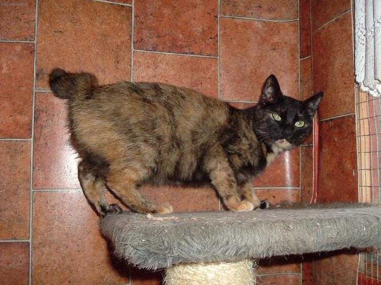 Фотографии к статье Японский бобтейл (Japanese Bobtail