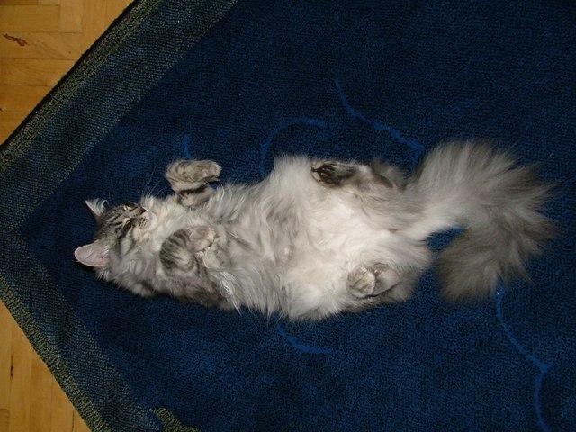 Фотографии к статье: Сибирская кошка (Siberian Cat) / Советы по уходу и воспитанию породы кошек, описание кошки, помощь при болезнях, фотографии, дискусии и форум.