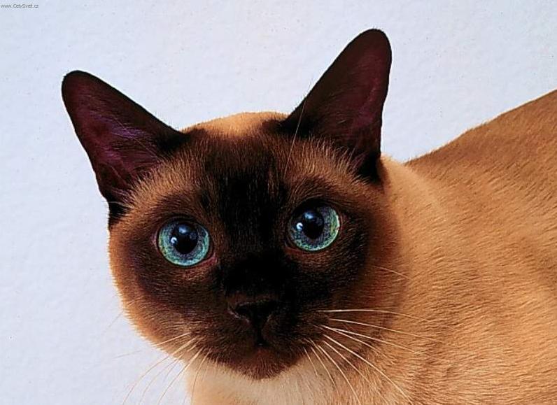 Фотографии к статье: Тайская (традиционная сиамская кошка) (Thai Cat) / Советы по уходу и воспитанию породы кошек, описание кошки, помощь при болезнях, фотографии, дискусии и форум.