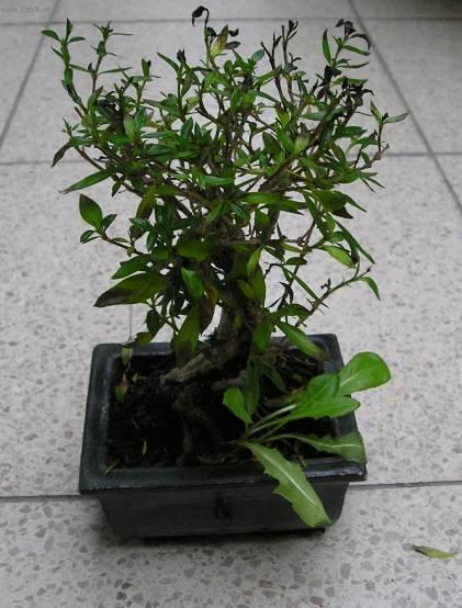 Фотографии к статье: Серисса вонючая (серисса японская) (Serissa foetida)