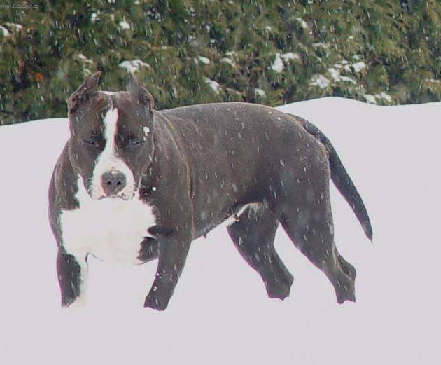 Фотографии к статье: Американский стаффордширский терьер (American Staffordshire Terrier) / Советы по уходу и воспитанию породы собак, описание собаки, помощь при болезнях, фотографии, дискусии и форум.