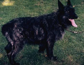 Фотографии к статье: Арденский бувье (Bouvier Des Ardennes) / Советы по уходу и воспитанию породы собак, описание собаки, помощь при болезнях, фотографии, дискусии и форум.