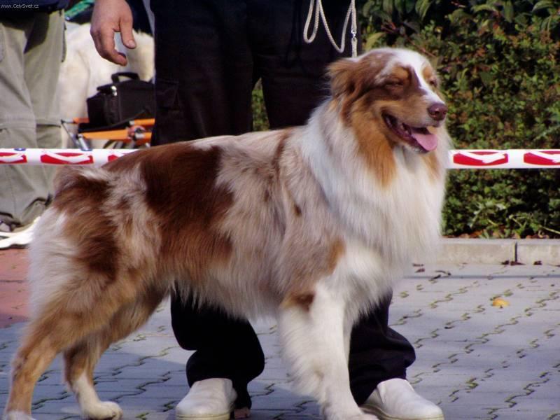 Фотографии к статье: Австралийская овчарка (Australian Shepherd Dog) / Советы по уходу и воспитанию породы собак, описание собаки, помощь при болезнях, фотографии, дискусии и форум.