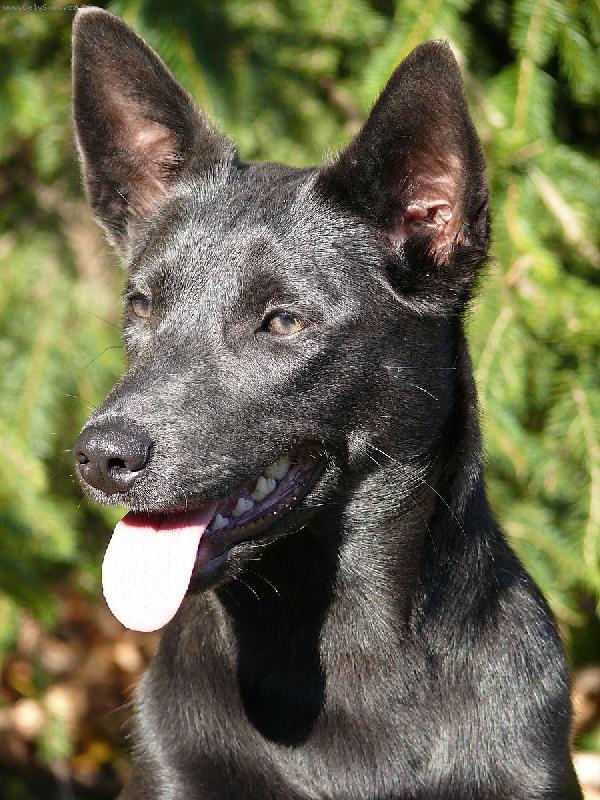 Фотографии к статье: Австралийский келпи (Australian Kelpie) / Советы по уходу и воспитанию породы собак, описание собаки, помощь при болезнях, фотографии, дискусии и форум.