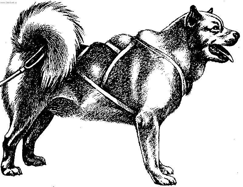 Фотографии к статье: Грёнландхунд (гренландская собака) (Greenland Dog) / Советы по уходу и воспитанию породы собак, описание собаки, помощь при болезнях, фотографии, дискусии и форум.