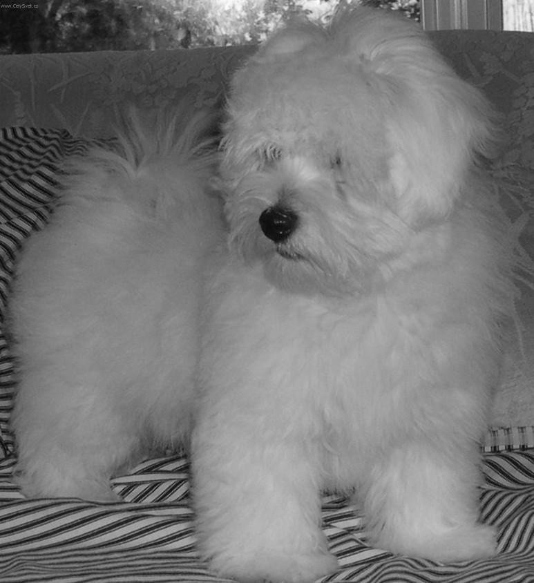 Фотографии к статье: Котон-де-тулеар (Coton de Tulear) / Советы по уходу и воспитанию породы собак, описание собаки, помощь при болезнях, фотографии, дискусии и форум.