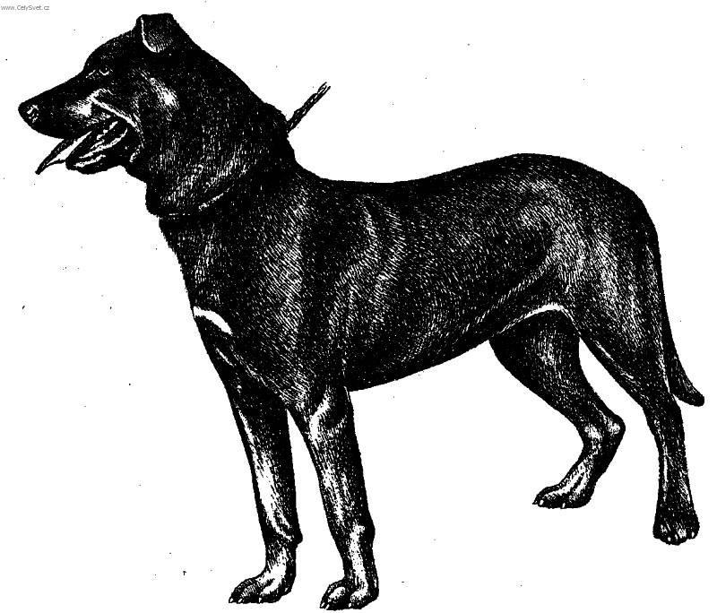 Фотографии к статье: Майоркская овчарка (перро-де-пастор майоркин) (Perro de Pastor Mallorquin, Majorca Shepherd Dog) / Советы по уходу и воспитанию породы собак, описание собаки, помощь при болезнях, фотографии, дискусии и форум.
