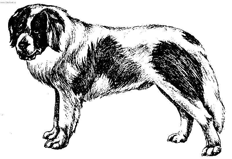 Фотографии к статье: Пиренейский мастиф (Pyrenean Mastiff, Mastin de los Pirineos) / Советы по уходу и воспитанию породы собак, описание собаки, помощь при болезнях, фотографии, дискусии и форум.