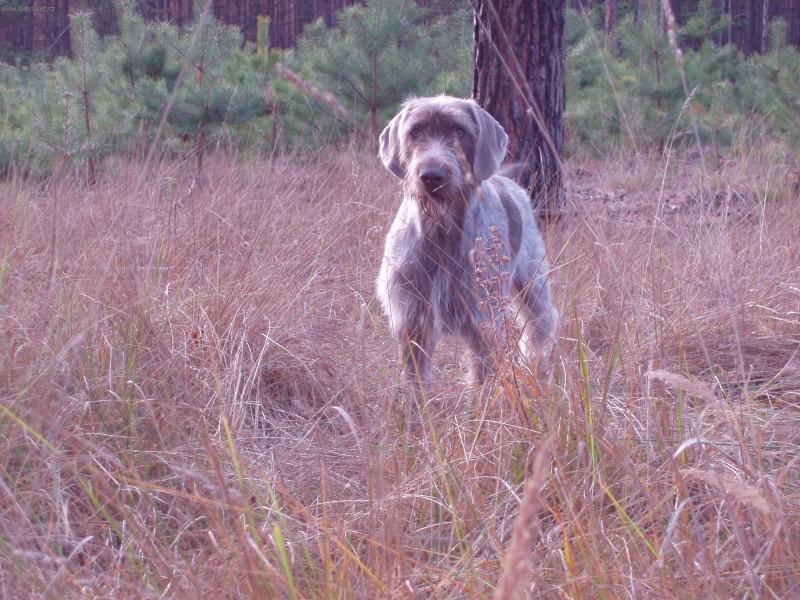 Фотографии к статье: Словацкая жесткошерстная легавая (Slovensky hrubosrsty stavac, Slovakian Wire-haired Pointing Dog) / Советы по уходу и воспитанию породы собак, описание собаки, помощь при болезнях, фотографии, дискусии и форум.
