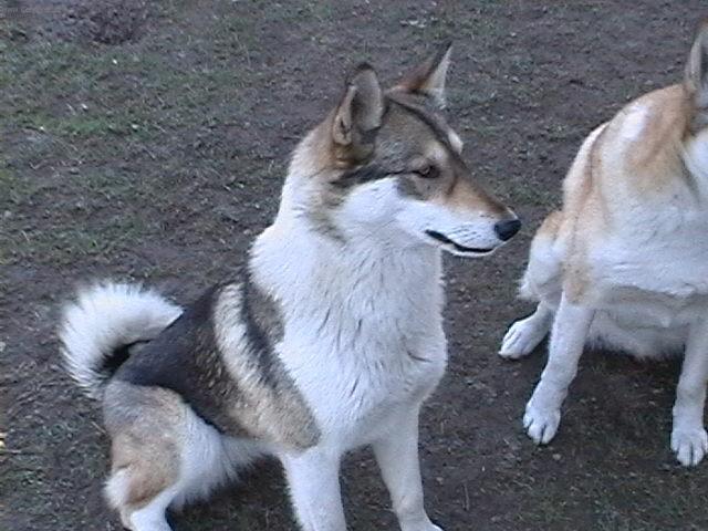 Фотографии к статье: Западносибирская лайка (West Siberian Laika) / Советы по уходу и воспитанию породы собак, описание собаки, помощь при болезнях, фотографии, дискусии и форум.