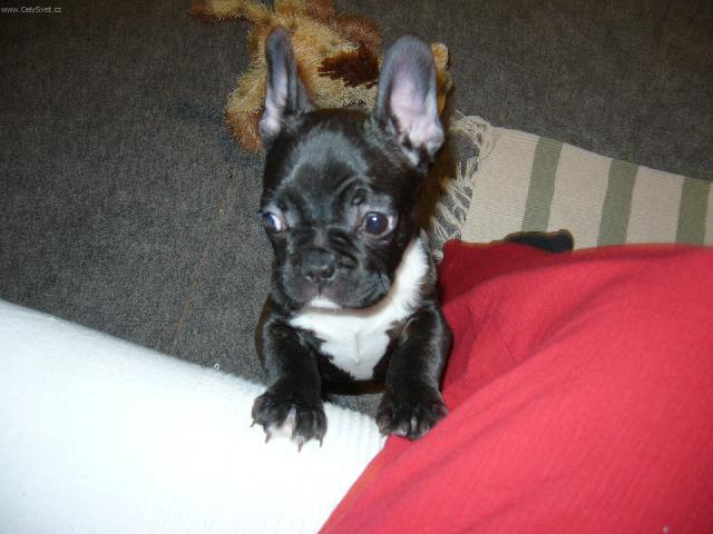Foto: Francouzsk� buldo�ek-Anonymn� majitel