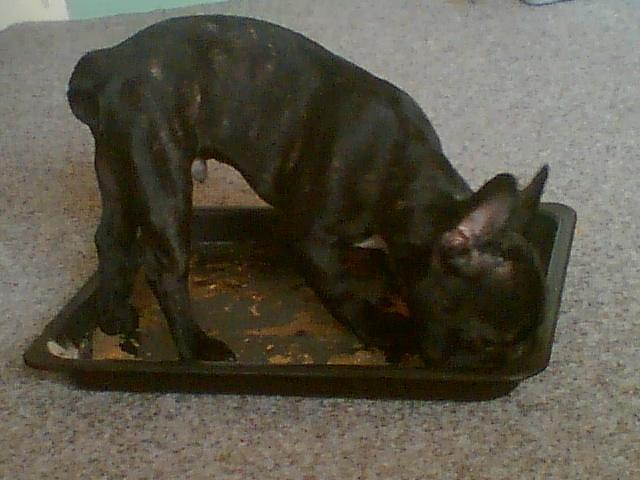 Fotky: Francouzsk� buldo�ek (foto, obrazky)