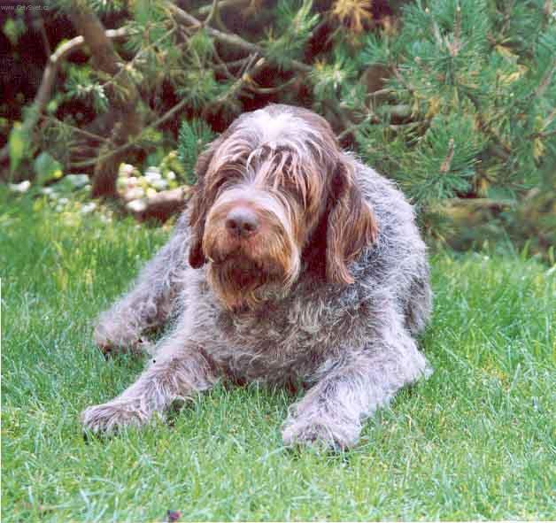 Foto: Griffon d�Arret � Poil Dur-Emir du Bois St. Fiacre CHS:  Aalto