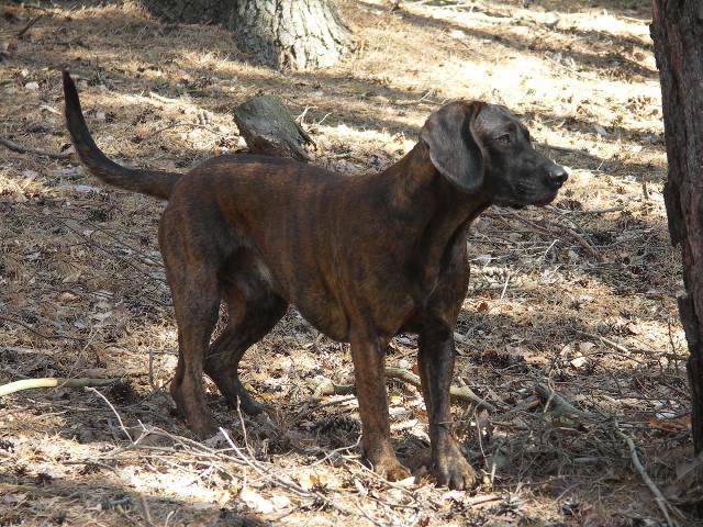 Fotky: Hannoversk� barv�� (foto, obrazky)