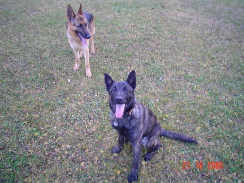 Foto: Holandsk� ov��k-P�l roku star� Holan�an.