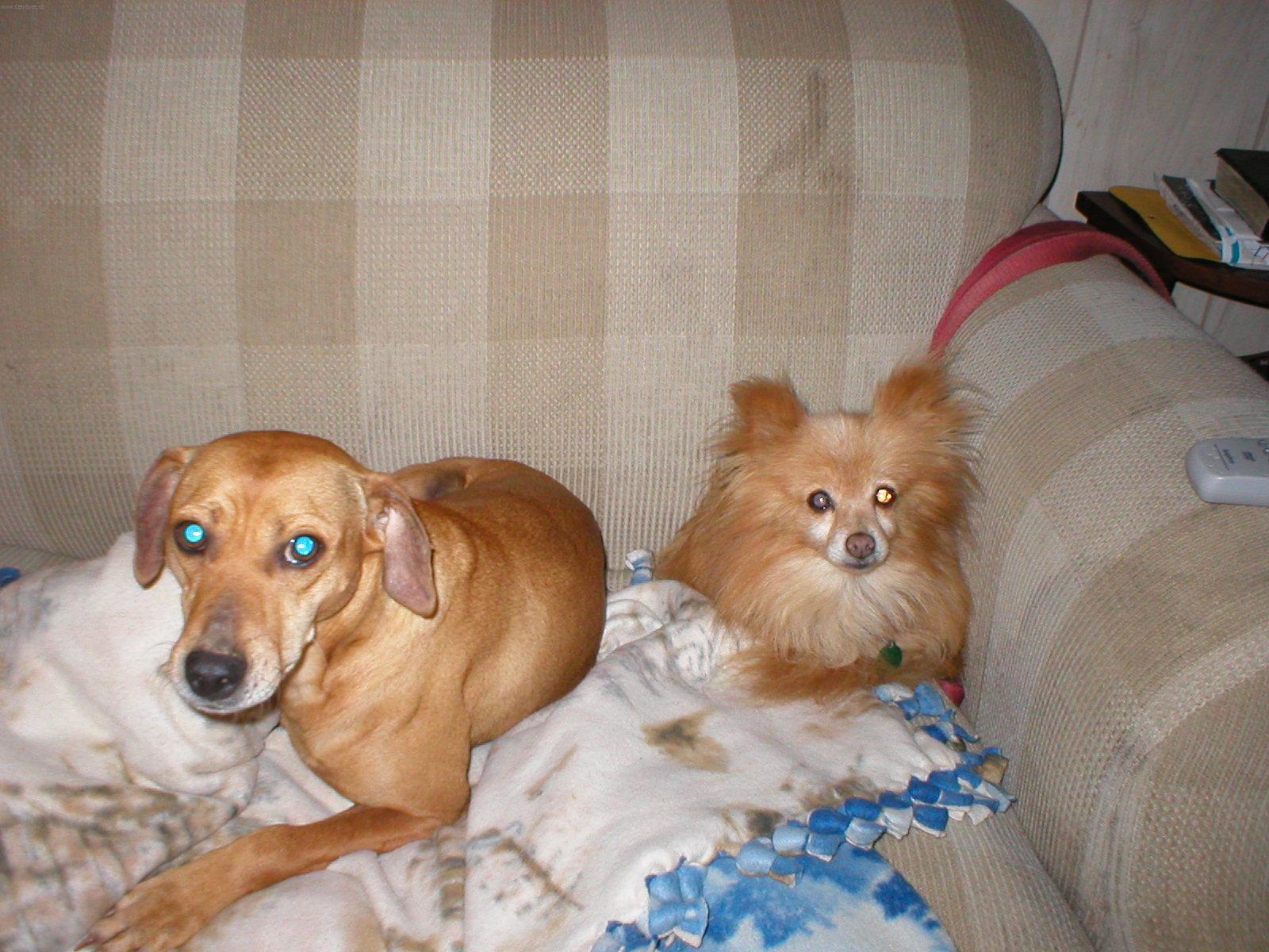 Foto: Horsk� honic� pes-Lady. Majitelka: Jenn