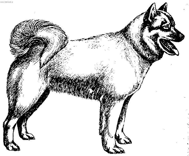 Foto: Islandsk� pes-Kresba