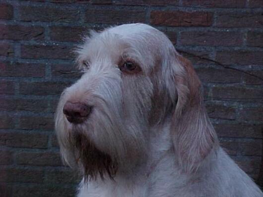 Foto: Italsk� spinone-CHS: Mantenere una Promessa. Majitel: info@spinone.nl