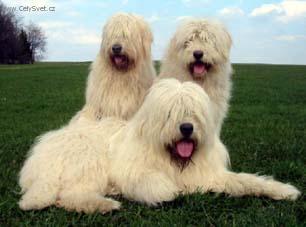 Fotky: Jihorusk� ov��k (foto, obrazky)