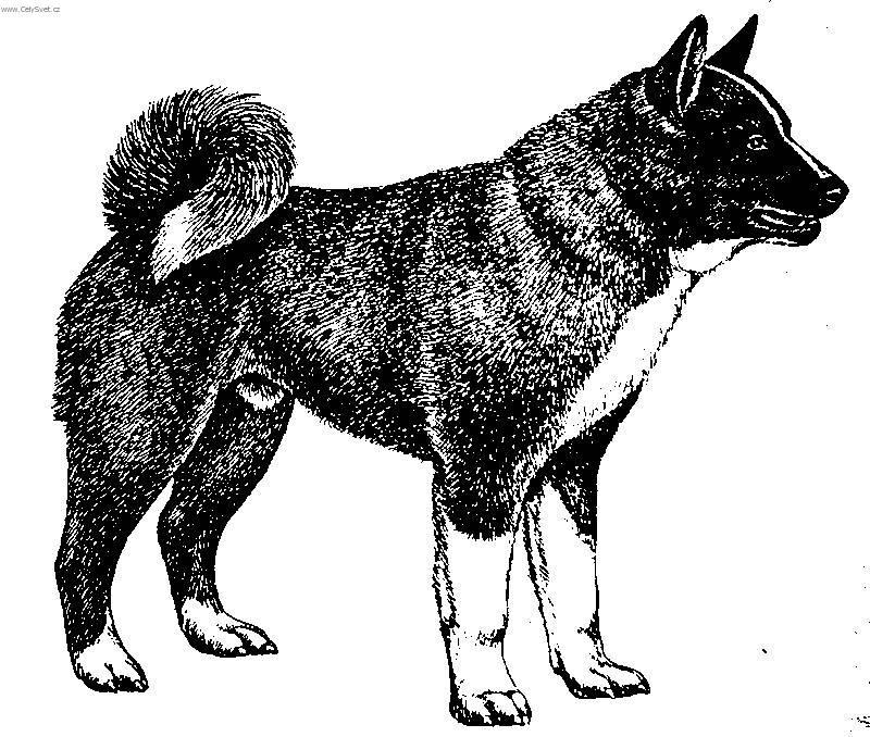 Foto: Karelsk� medv�d� pes-Kresba