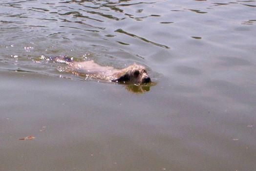 Foto: Katal�nsk� ov��k-CHS: FARMA �T�KOT