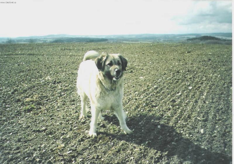 Fotky: Kavkazsk pasteveck pes (foto, obrazky)