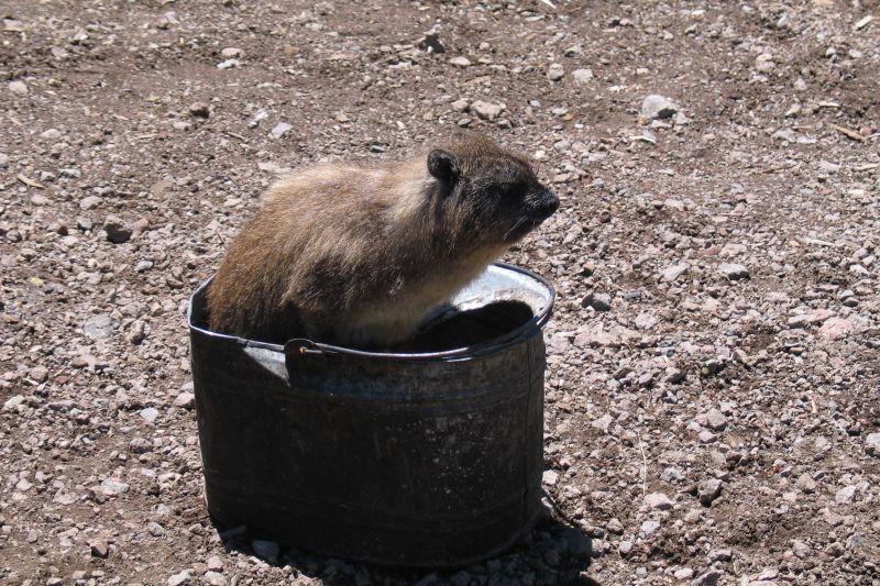 Fotky: Kea (cestopis) (foto, obrazky)