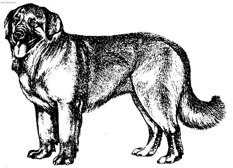 Foto: Leonberger-Kresba