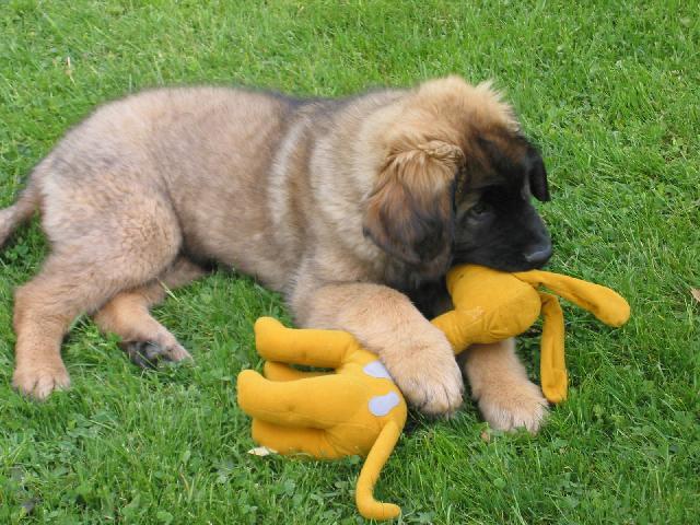 Foto: Leonberger-Galaxy Oss. Majitelka: Martina Mr�zov�
