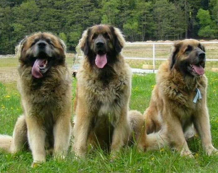 Fotky: Leonberger (foto, obrázky)