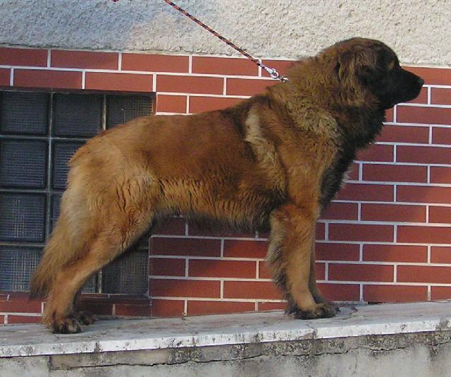 Foto: Leonberger-Slavomir (tel.004210907181991)