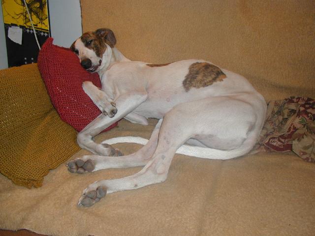 Foto: Ma�arsk� chrt-Fena V�gt�z� Cica (junior �ampionka �R). Majitelka: Petra �echov� / llawondyss@centrum.cz