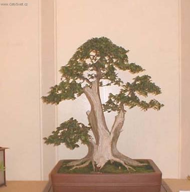 Fotky: Malp�gie (foto, obrazky)