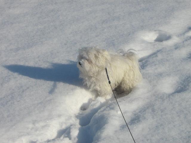 Fotky: Malt�z��ek, Malt�zsk� ps�k (foto, obrazky)