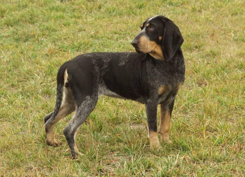 Foto: Mal� modr� gasko�sk� honi�-Aida z Beckova. Chovatel je Petr Hofman. Majitel Dole�alov�-B�rta