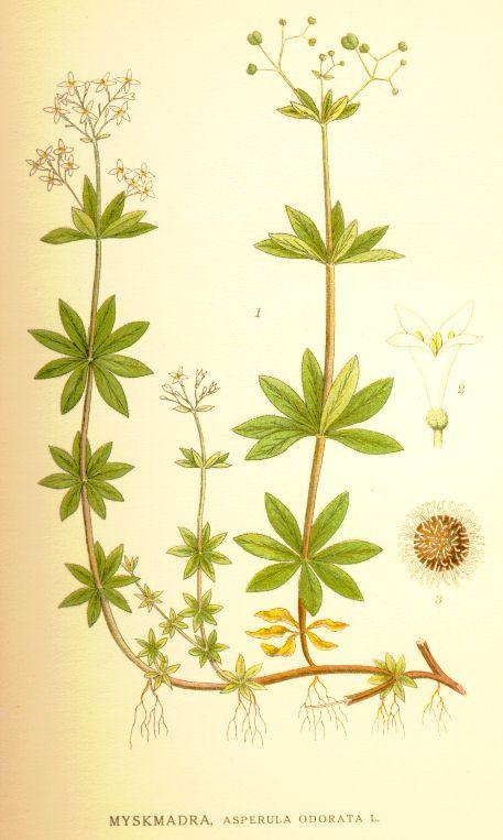 Foto: M�ta Peprn�