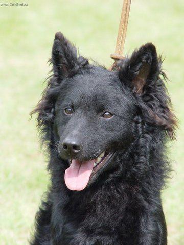 Foto: Mudi-Kir�lytanyai Fergeteg, mlad� �ern� pes mudi, �esk� Junior Champion, mnohokr�t BOB, NV, Klubov� v�t�z, V�t�z v�t�z�, Junior Best in Show MVP II. m�sto. Majitel David Star� a Michel Foster, �esk� republika