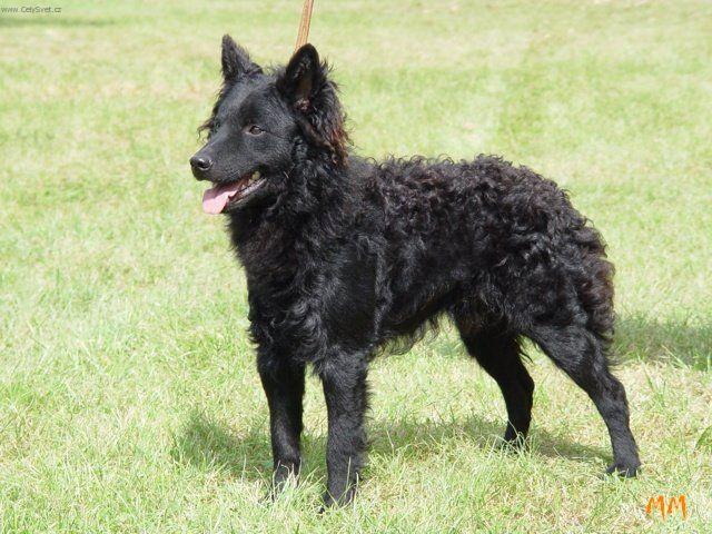 Foto: Mudi-Kir�lytanyai Fergeteg, mlad� �ern� pes mudi, �esk� Junior Champion, mnohokr�t BOB, NV, Klubov� v�t�z, V�t�z v�t�z�, Junior Best in Show MVP II. m�sto. Majitel David Star� a Michel Foster, �esk� republika