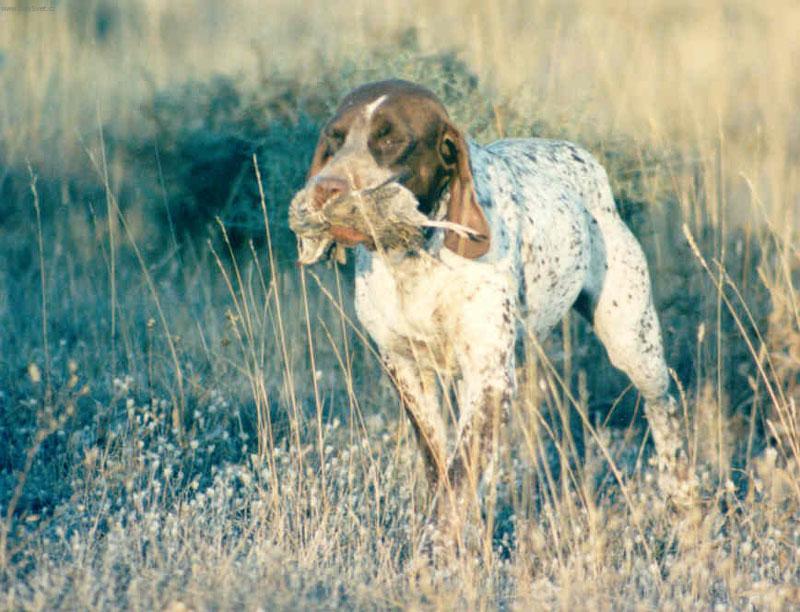 Foto: Navarrsk� oha�-Majitel: Carlos y Manuel Contera