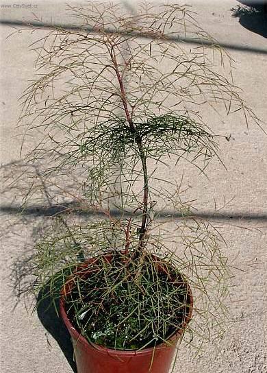 Fotky: Nebesk� bambus (foto, obrazky)