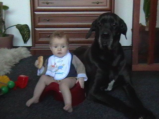 Fotky: N�meck� doga (foto, obrazky)