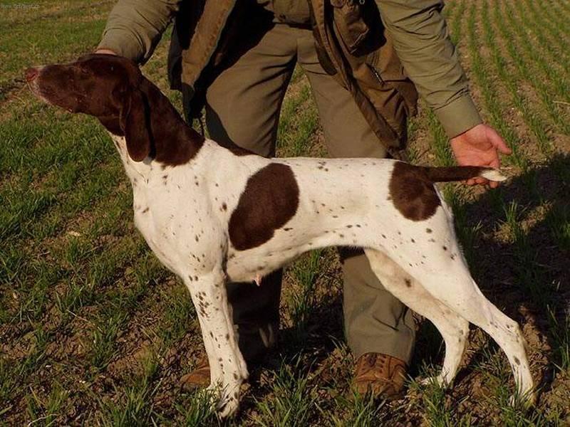 Foto: N�meck� dr�tosrst� oha�-Fena Alina Tergy. Majitel: Ji�� Dr�bek. Chovatelsk� stanice: z Me�insk� h�jovny