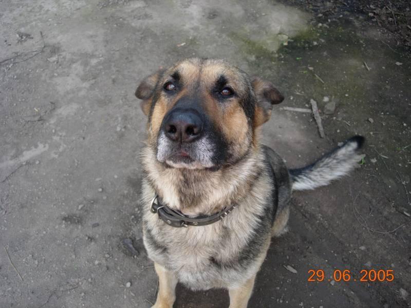 Foto: N�meck� ov��k-Timur