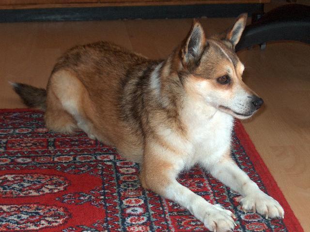 Fotky: Norsk� lundehund (foto, obrazky)