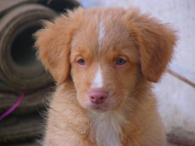 Foto: Novoskotsk� retr�vr-Nova Scotia Duck Tollilng Retriever annadurajova@email.cz)